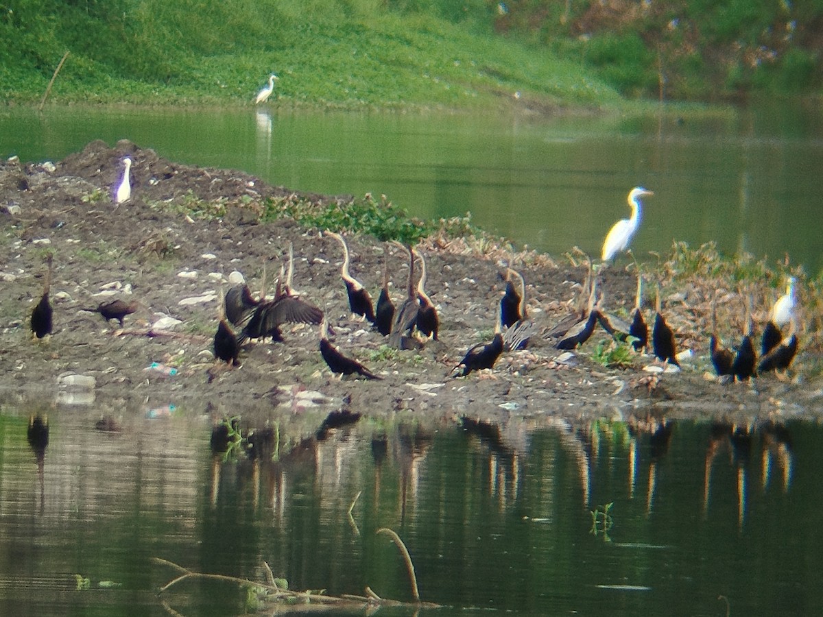 Orient-Schlangenhalsvogel - ML644075487