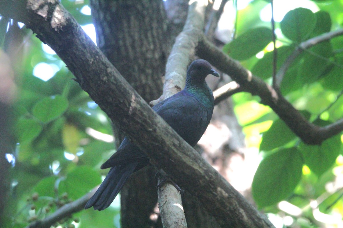 Black Wood-Pigeon - ML644075491