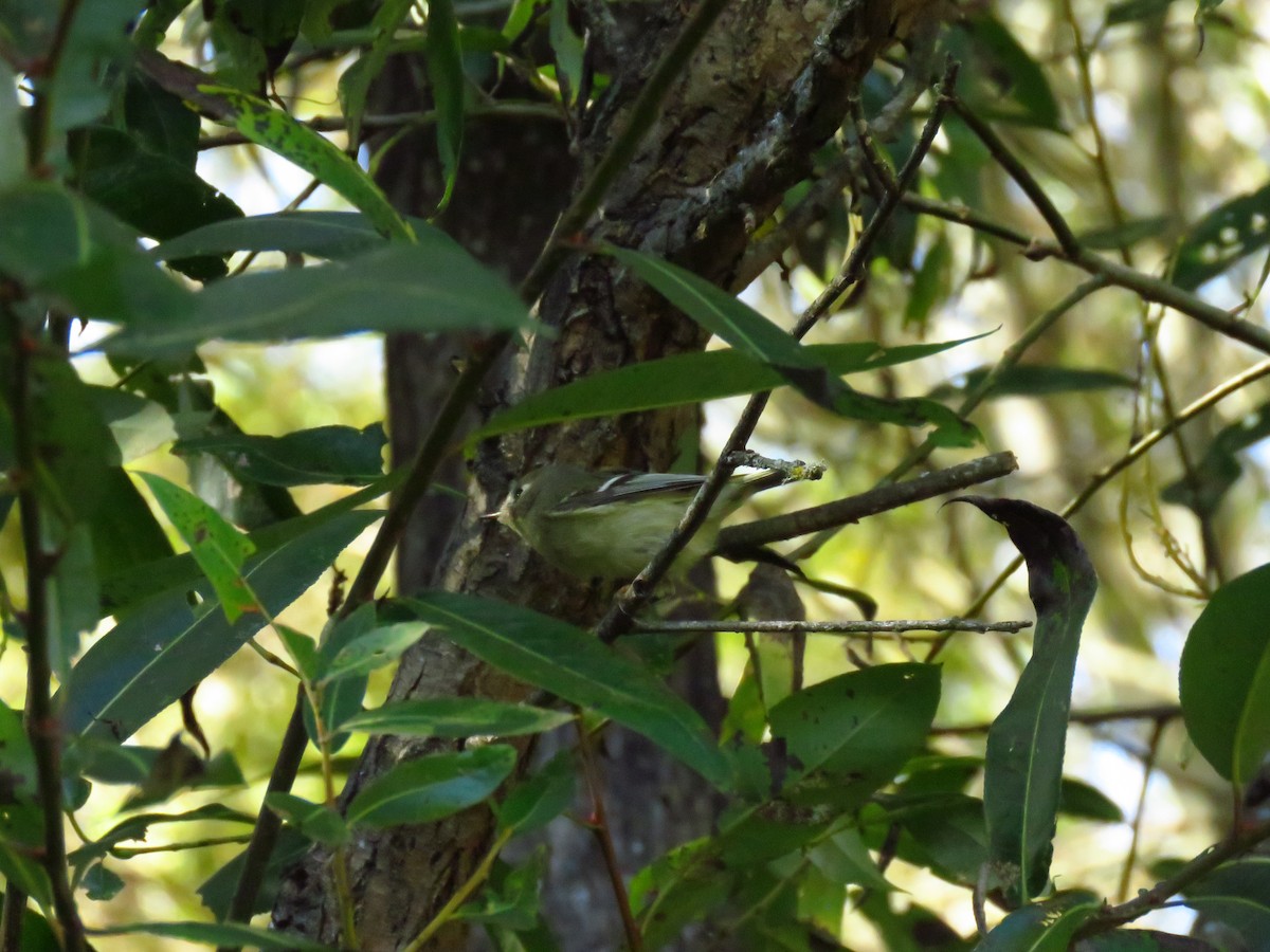 Ruby-crowned Kinglet - ML644075521