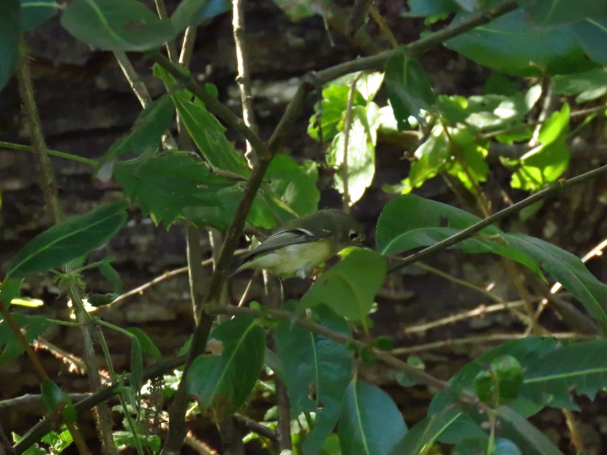 Ruby-crowned Kinglet - ML644075522