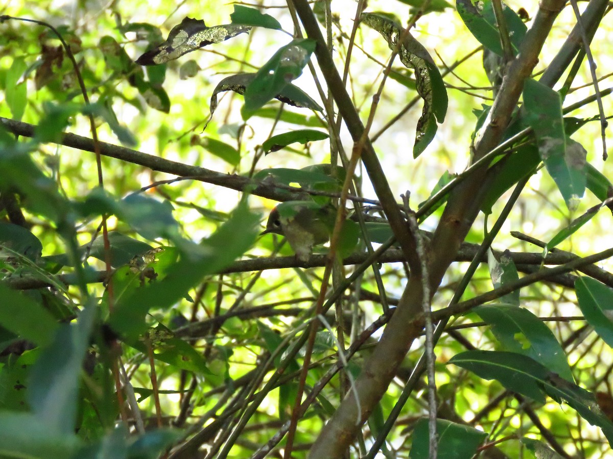 Ruby-crowned Kinglet - ML644075523