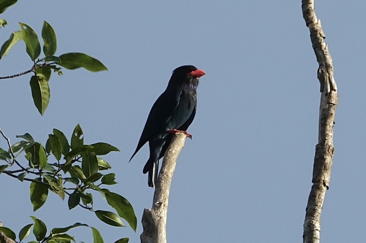Dollarbird - ML644075528