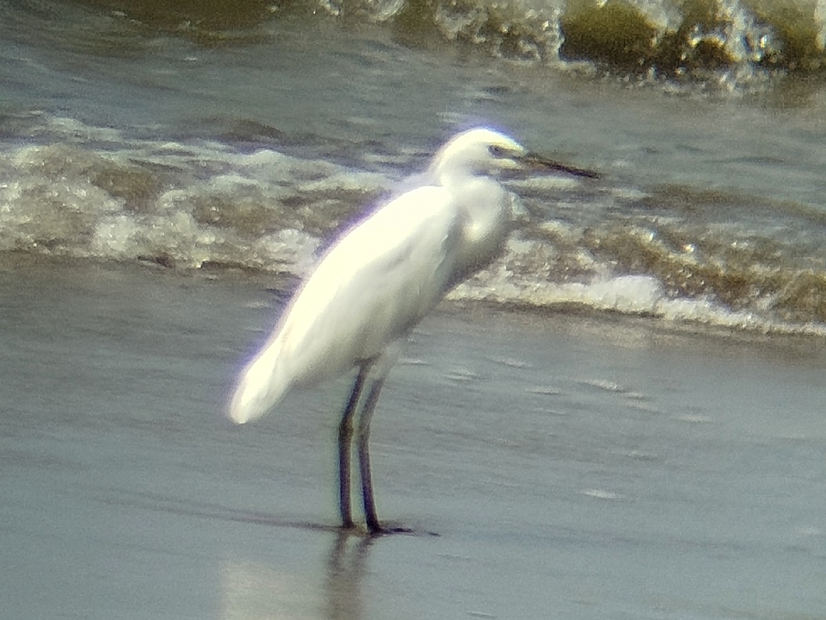 Chinese Egret - ML644075542