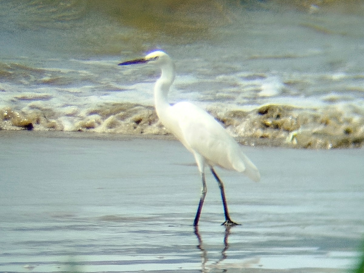 Chinese Egret - ML644075543