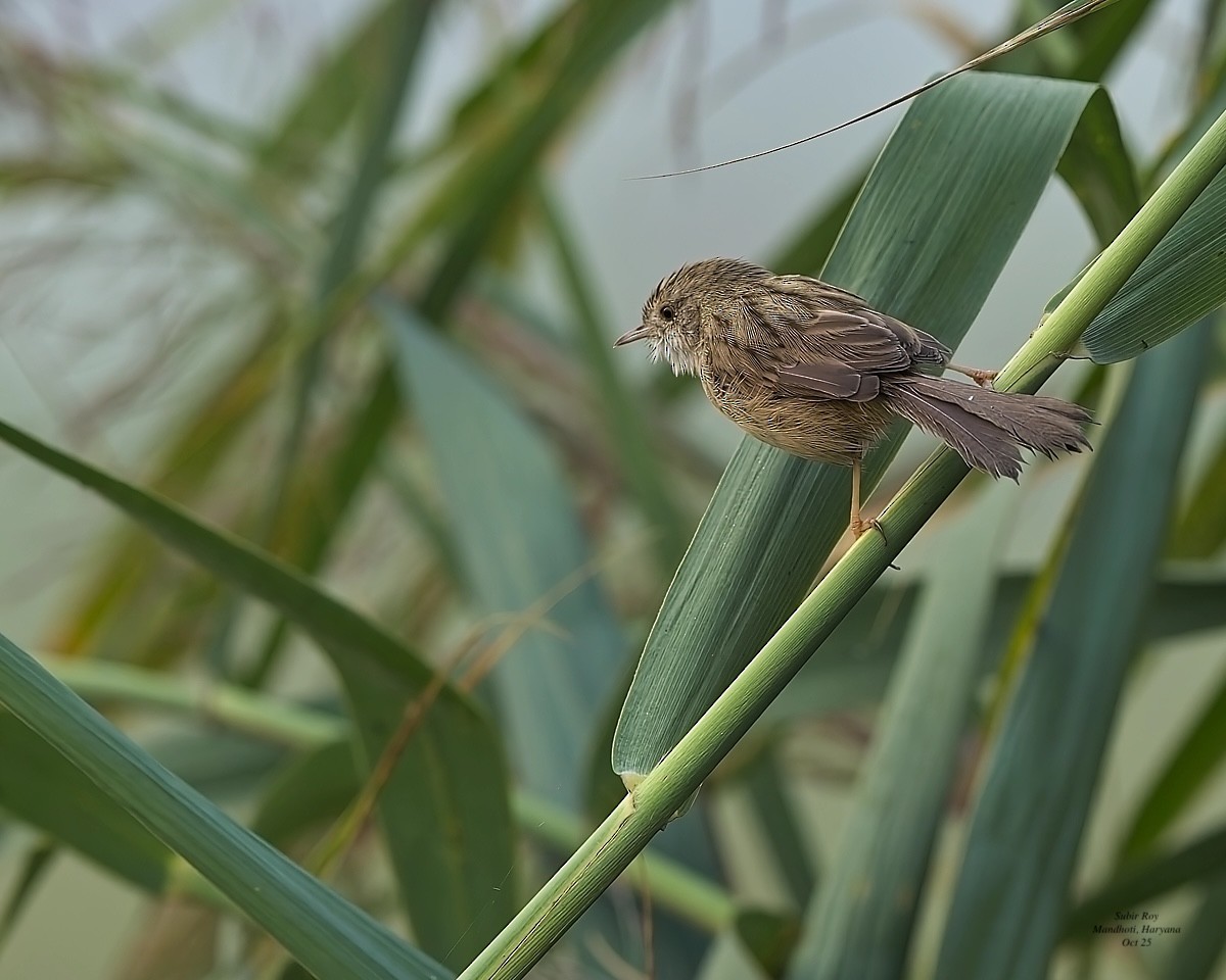 Delicate Prinia - ML644075546