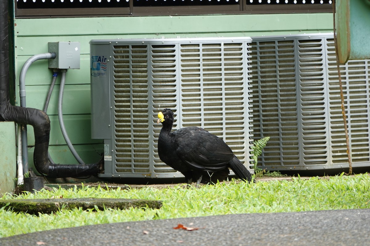 Кракс великий - ML644075554