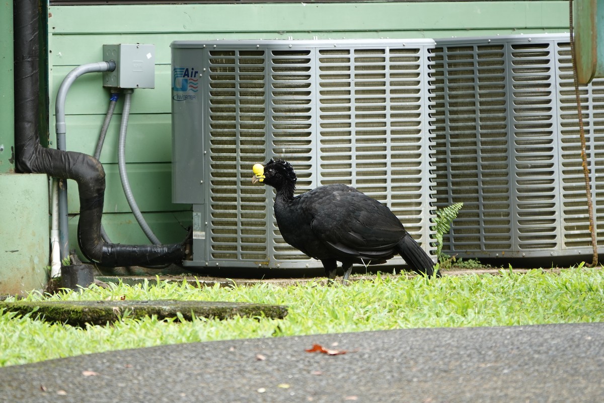 Кракс великий - ML644075555