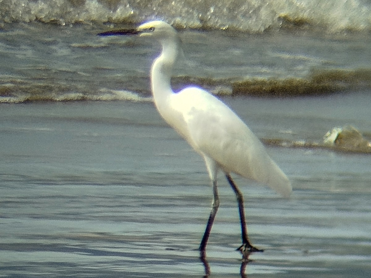 Chinese Egret - ML644075556