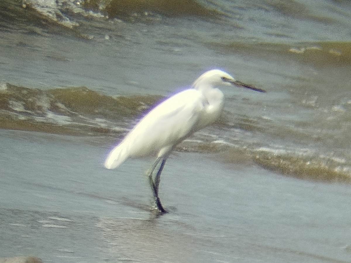 Chinese Egret - ML644075557