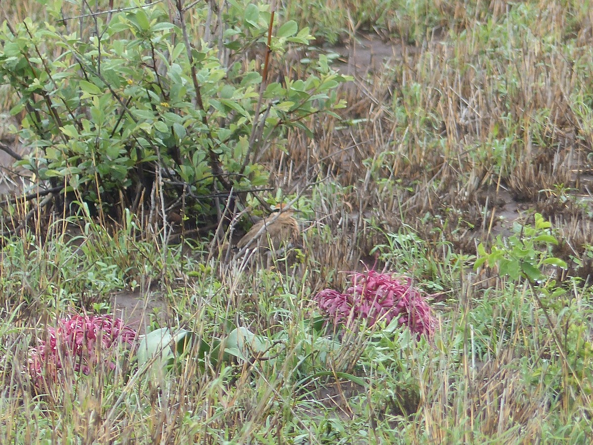 Temminck's Courser - ML644075583