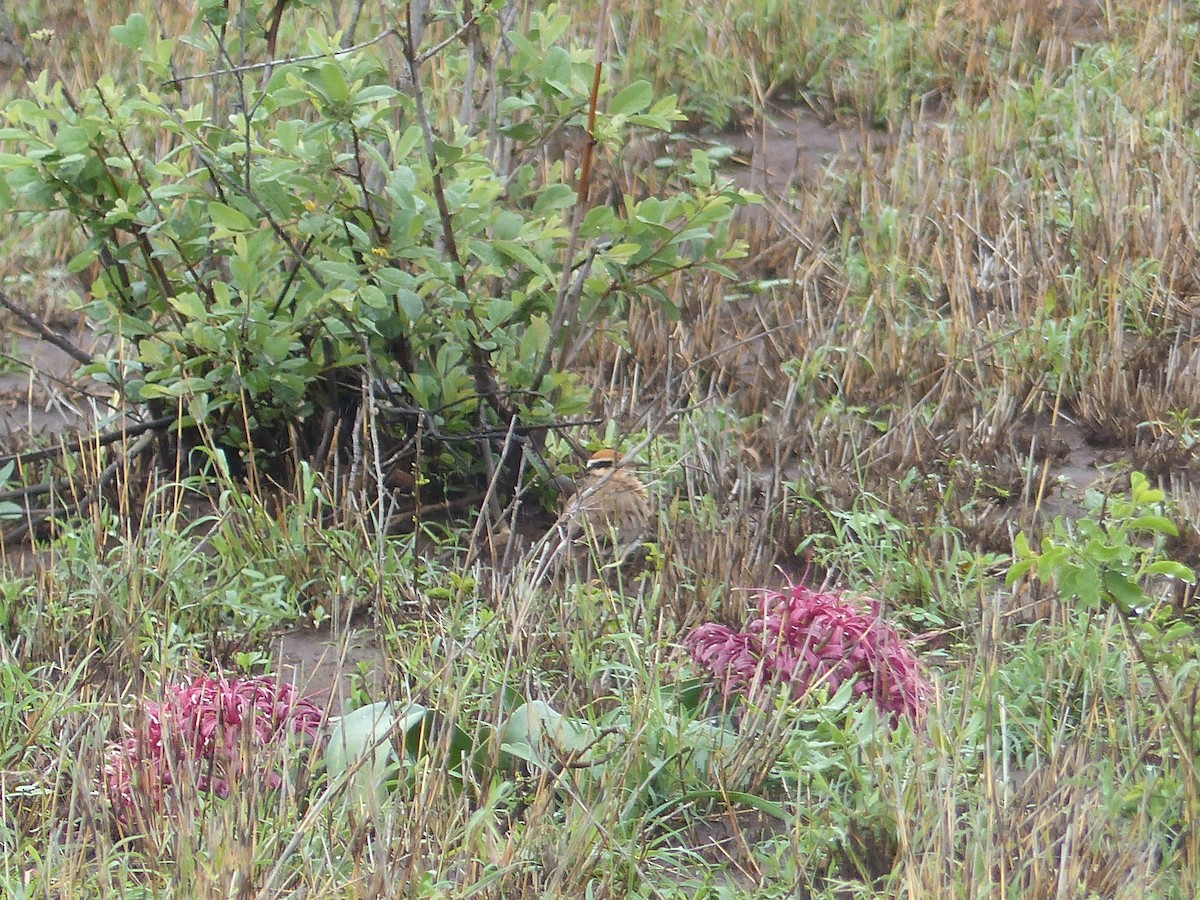 Temminck's Courser - ML644075584