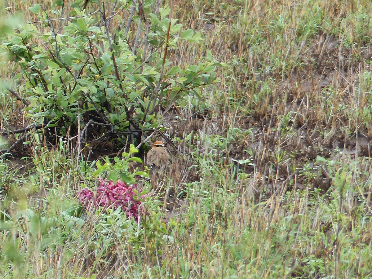 Temminck's Courser - ML644075585