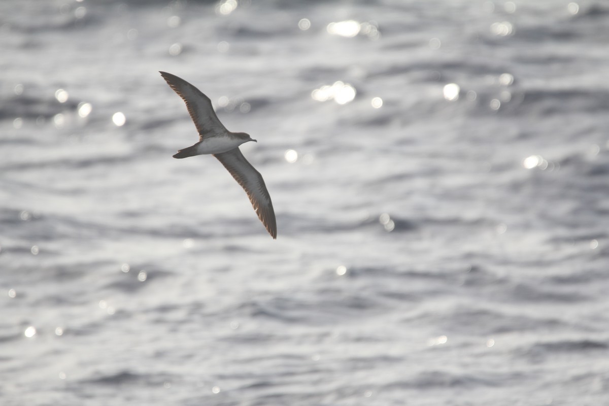 Wedge-tailed Shearwater - ML644075601