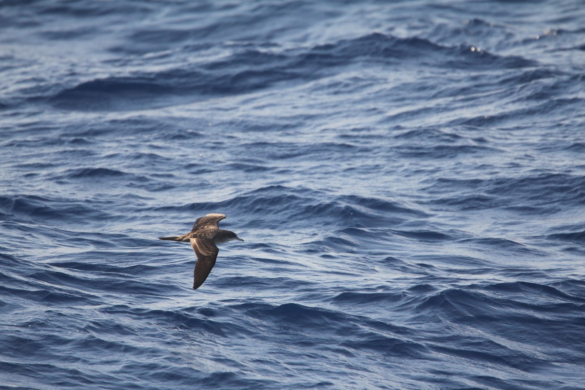 Wedge-tailed Shearwater - ML644075602
