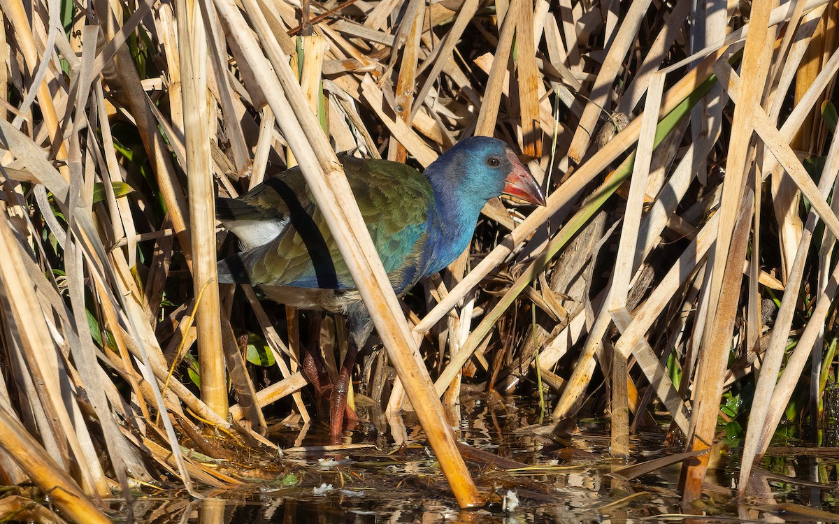 grønnryggsultanhøne - ML644075613