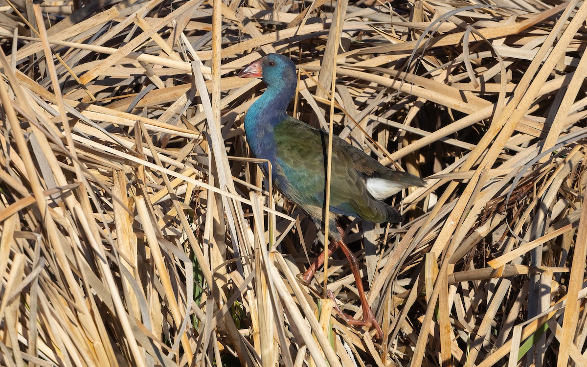 grønnryggsultanhøne - ML644075614