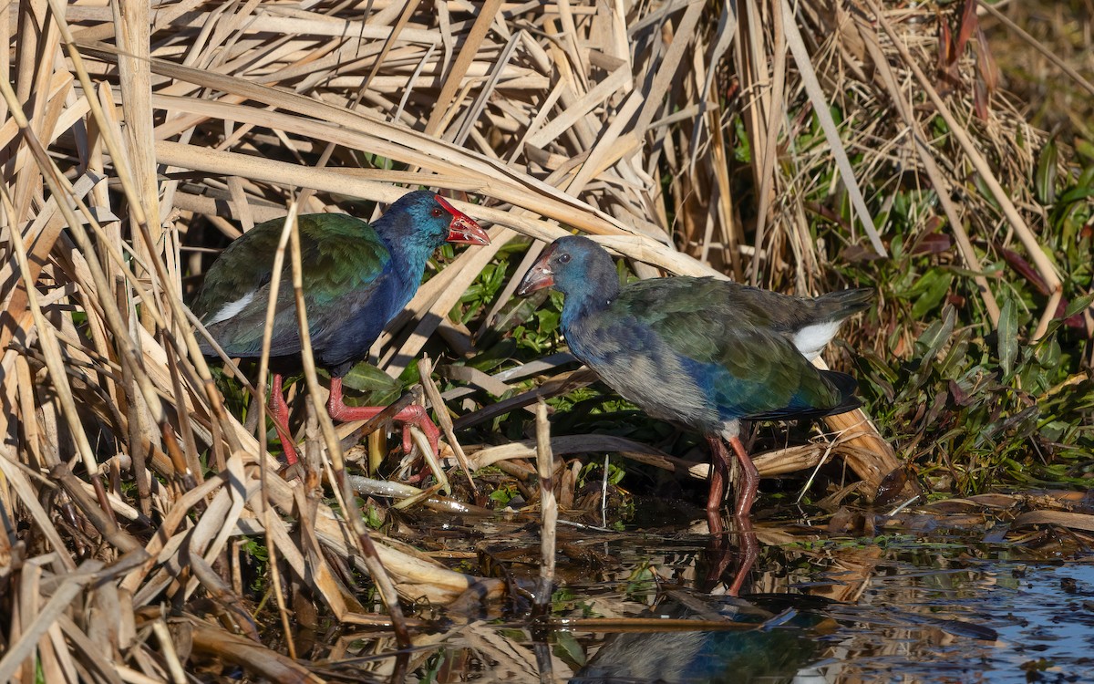 grønnryggsultanhøne - ML644075615