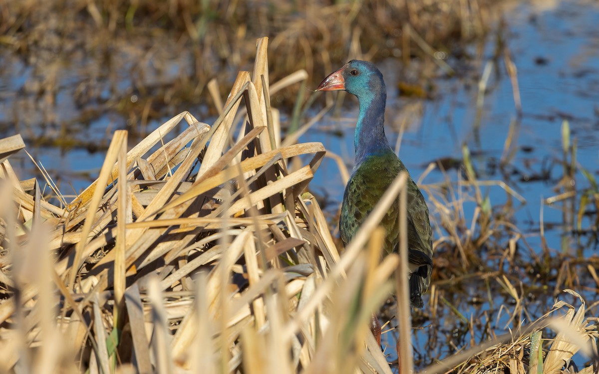 grønnryggsultanhøne - ML644075616