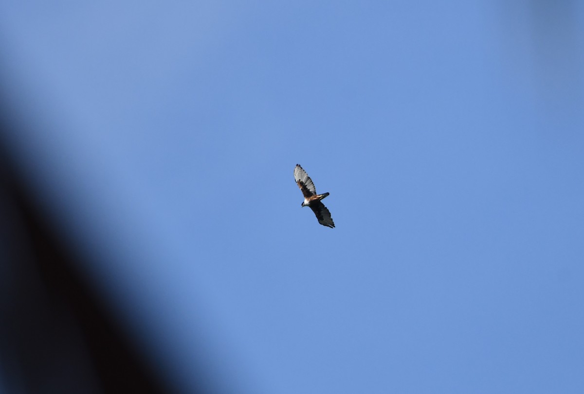 Aigle à ventre roux - ML644075629