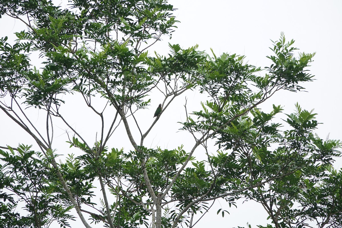 Brown-hooded Parrot - ML644075630