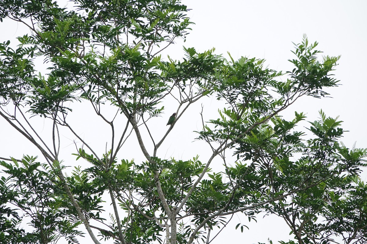 Brown-hooded Parrot - ML644075631