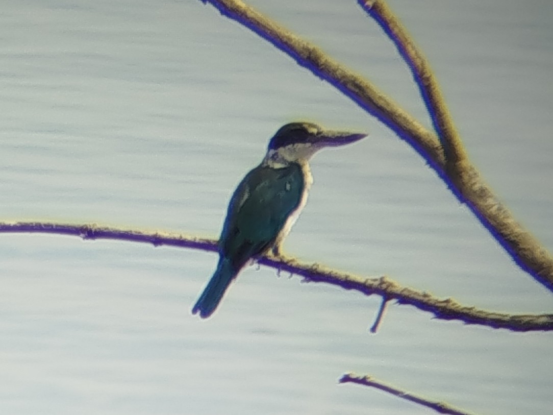 Collared Kingfisher - ML644075653