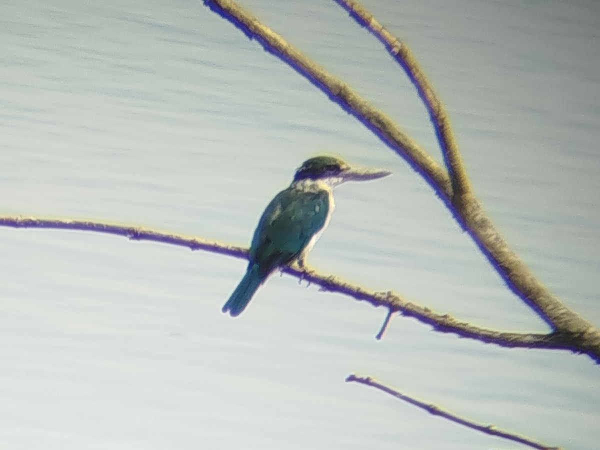 Collared Kingfisher - ML644075654