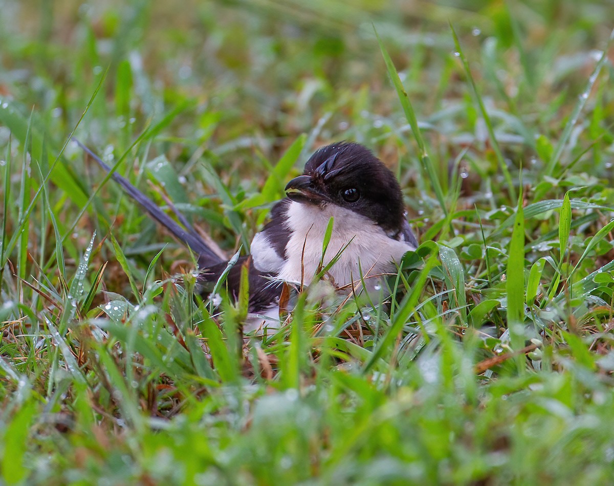 Northern Fiscal - ML644075663