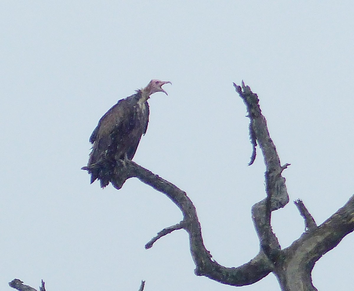 Hooded Vulture - ML644075675