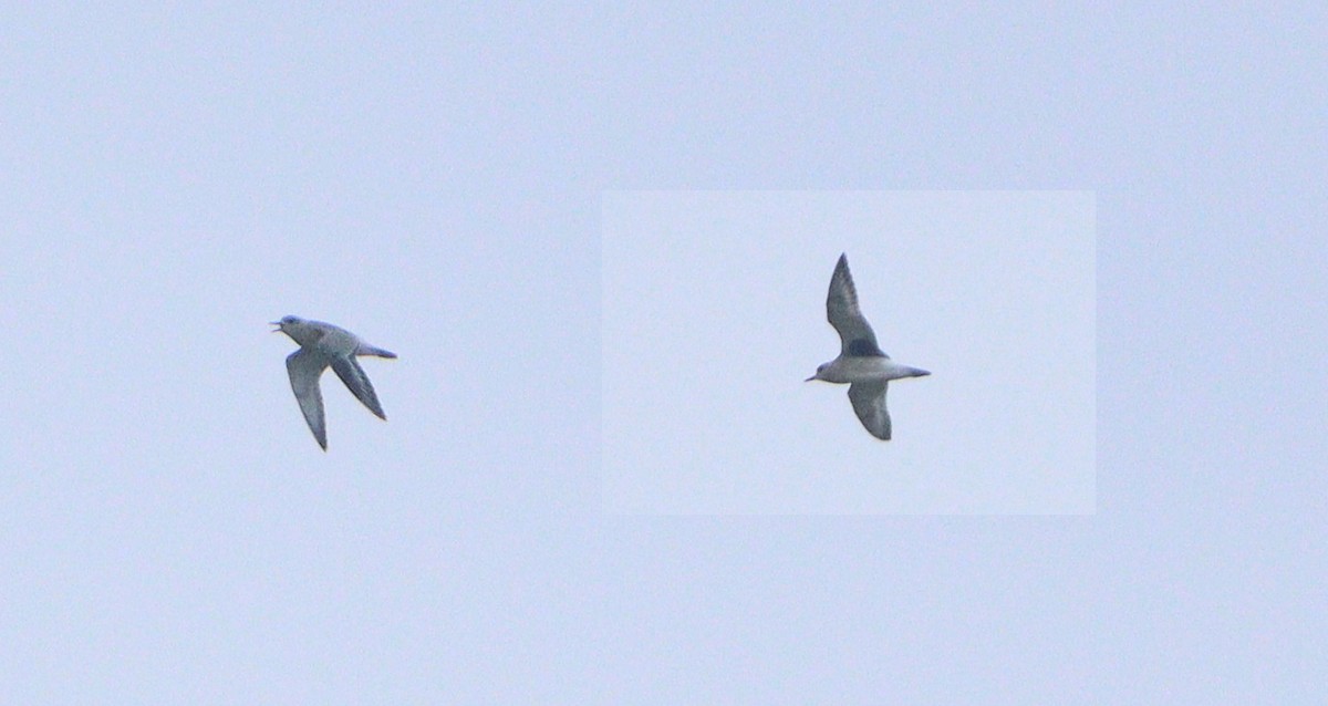 Тулес - ML644075720