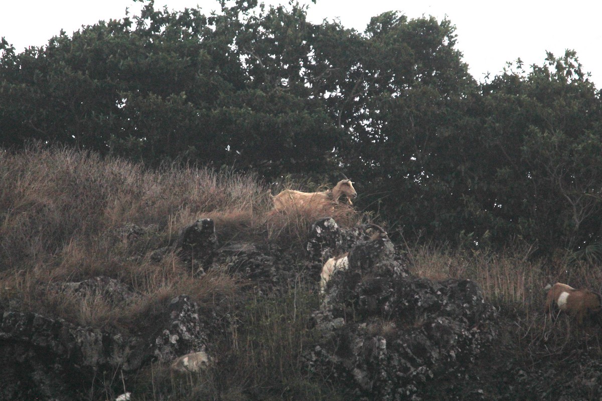 Domestic Goat - ML644075735