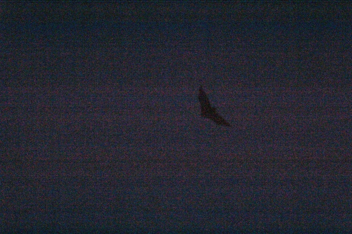 Bonin Flying-fox - ML644075736