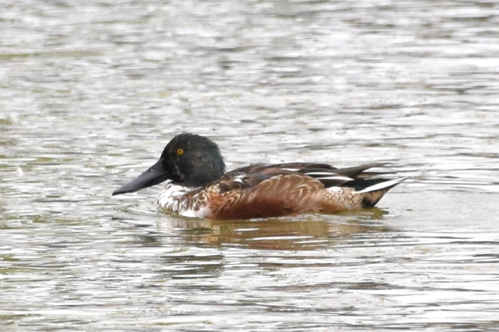 Northern Shoveler - ML644075739