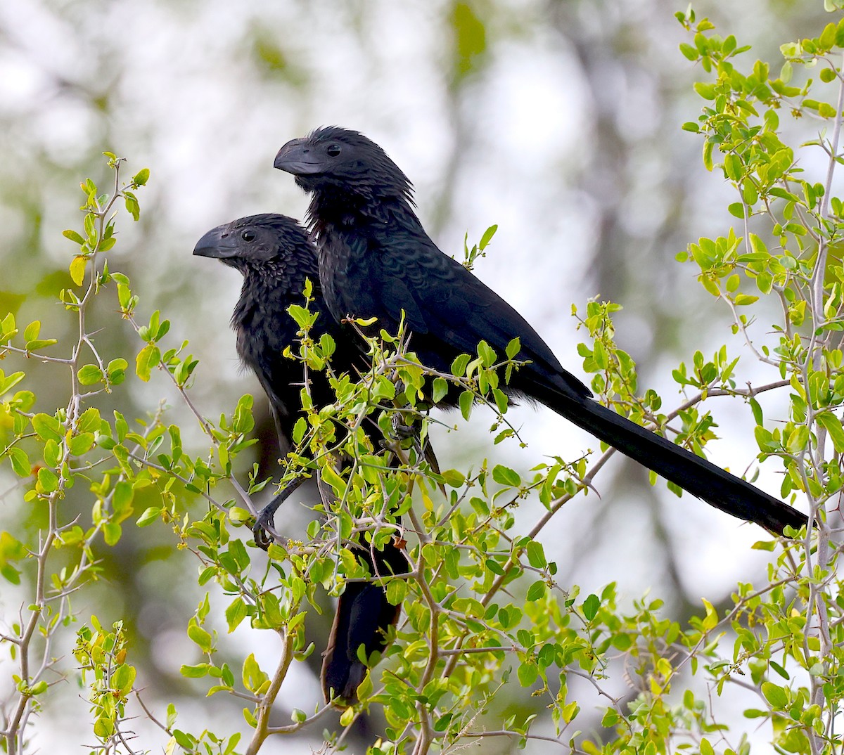 Groove-billed Ani - ML644075740