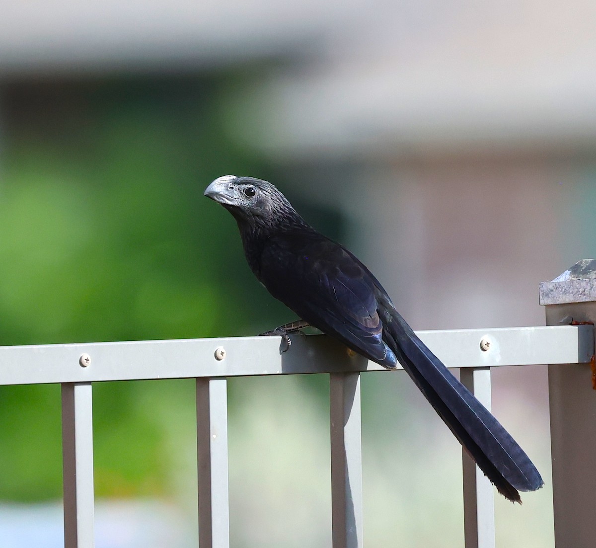 Groove-billed Ani - ML644075741