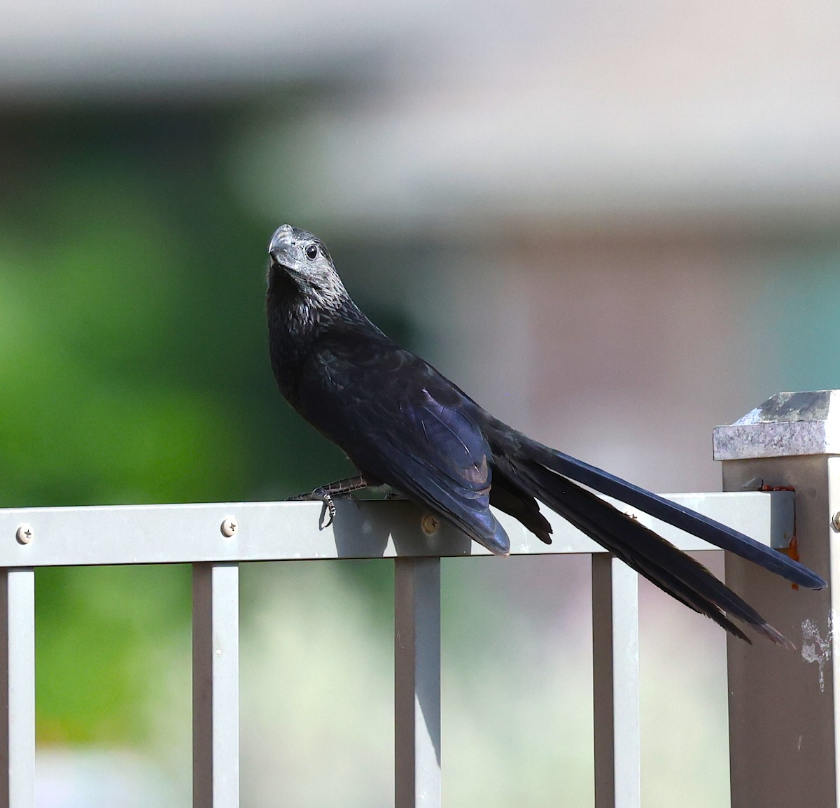 Groove-billed Ani - ML644075743