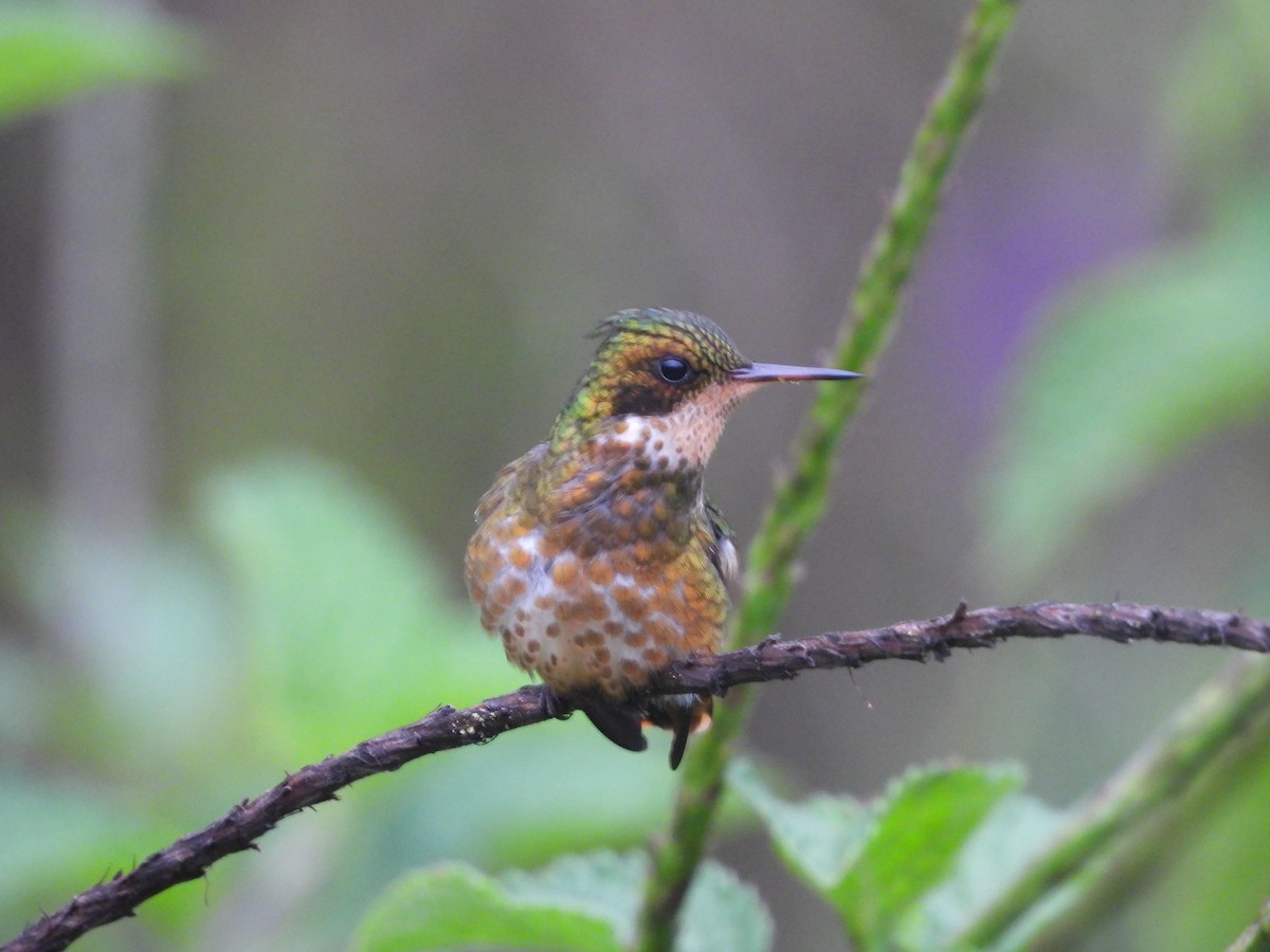 Black-crested Coquette - ML644075747