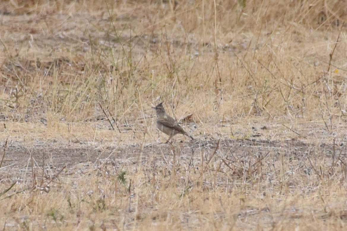 Crested Lark - ML644075751