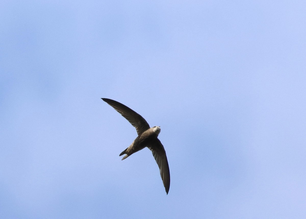 Pallid Swift - ML644075752