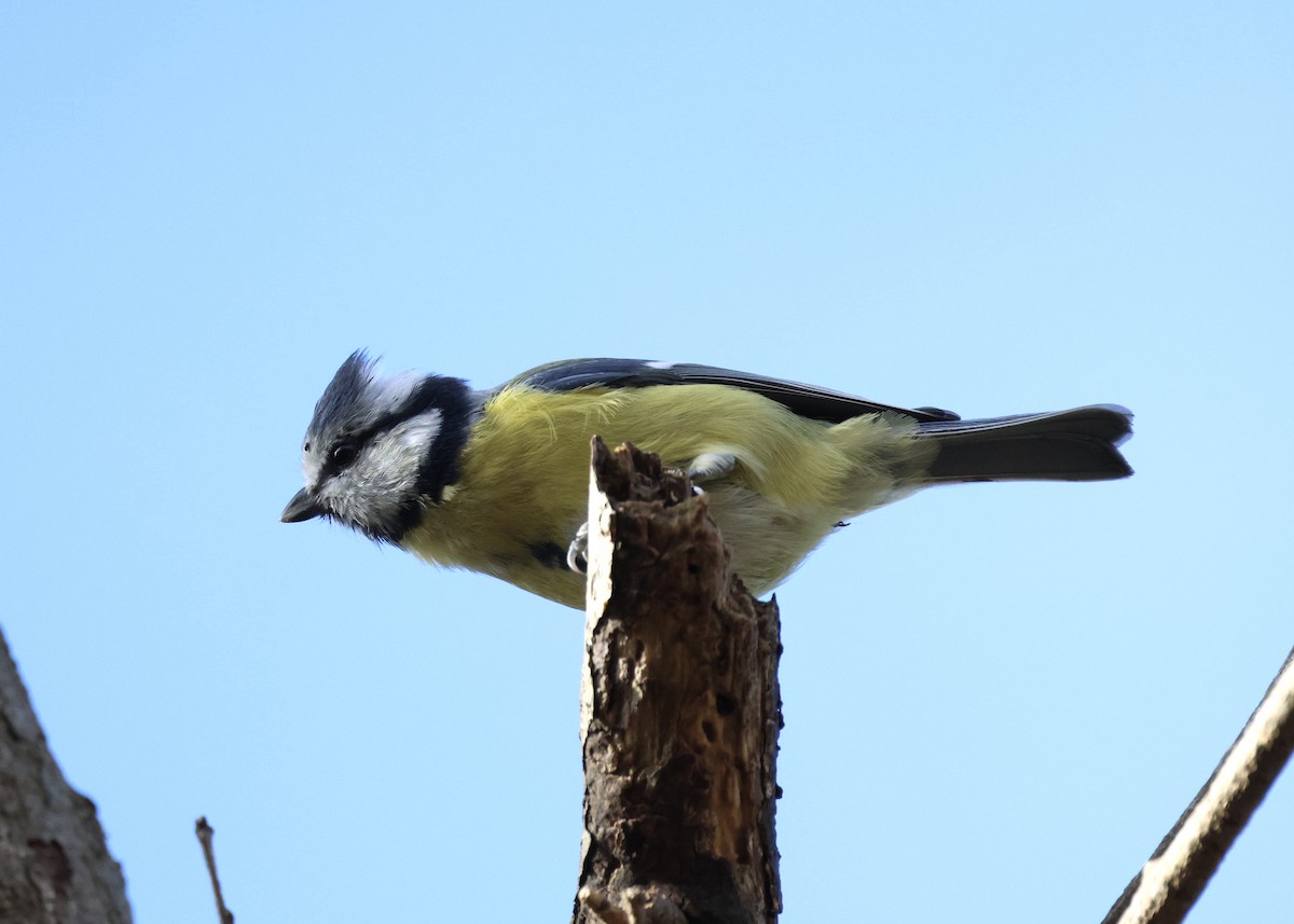 Eurasian Blue Tit - ML644075762