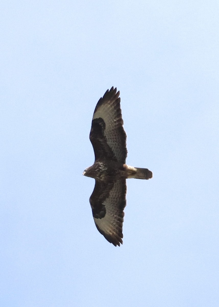 Common Buzzard - ML644075770