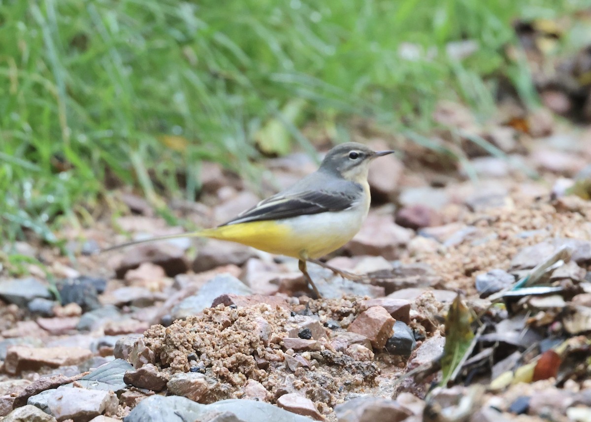 Gray Wagtail - ML644075777