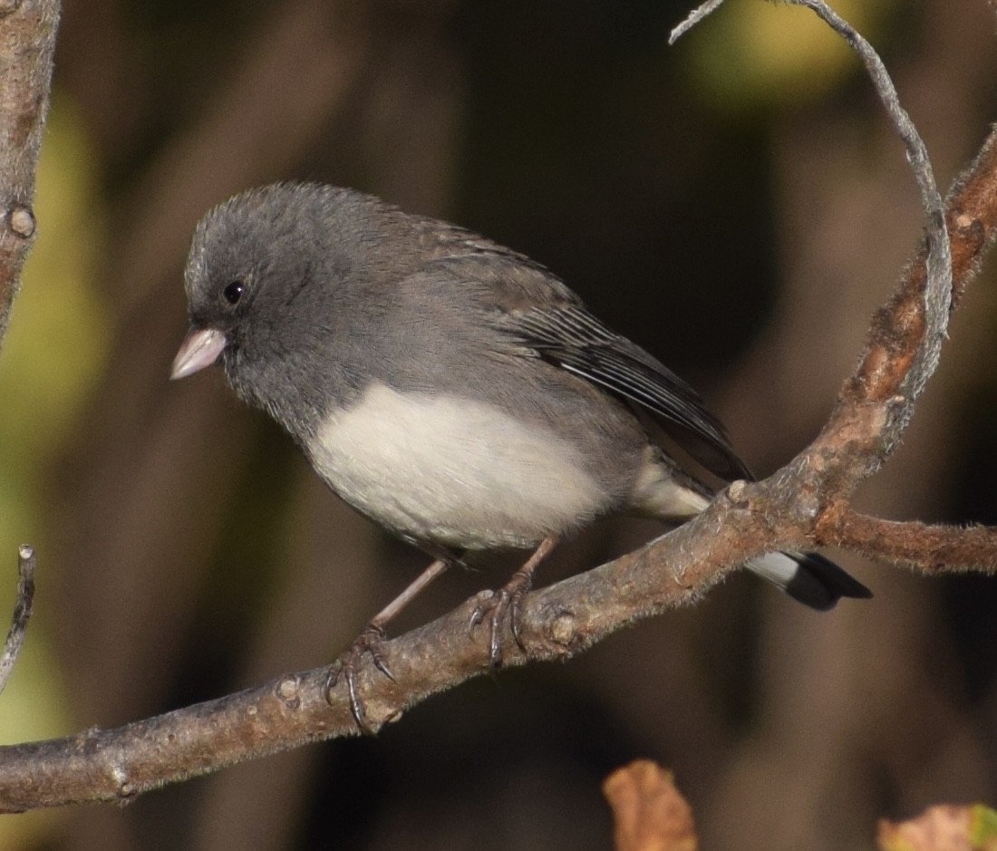 Dark-eyed Junco - ML644075789