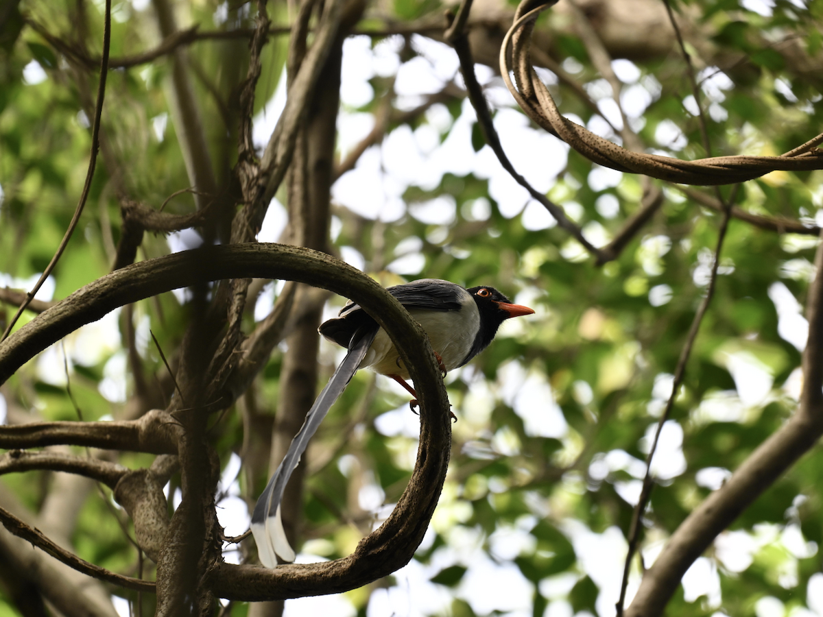 Red-billed Blue-Magpie - ML644075790