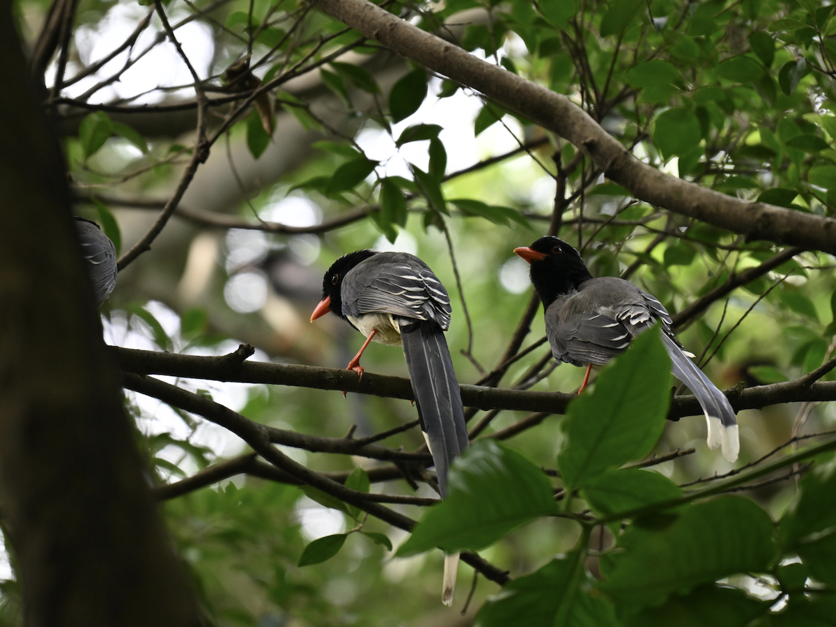 Red-billed Blue-Magpie - ML644075791