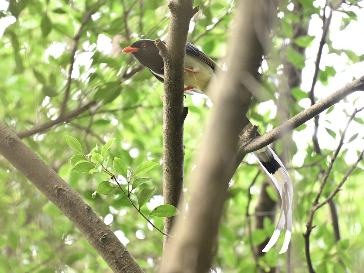 Red-billed Blue-Magpie - ML644075792