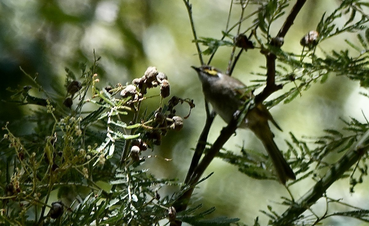 Yellow-faced Honeyeater - ML644075793