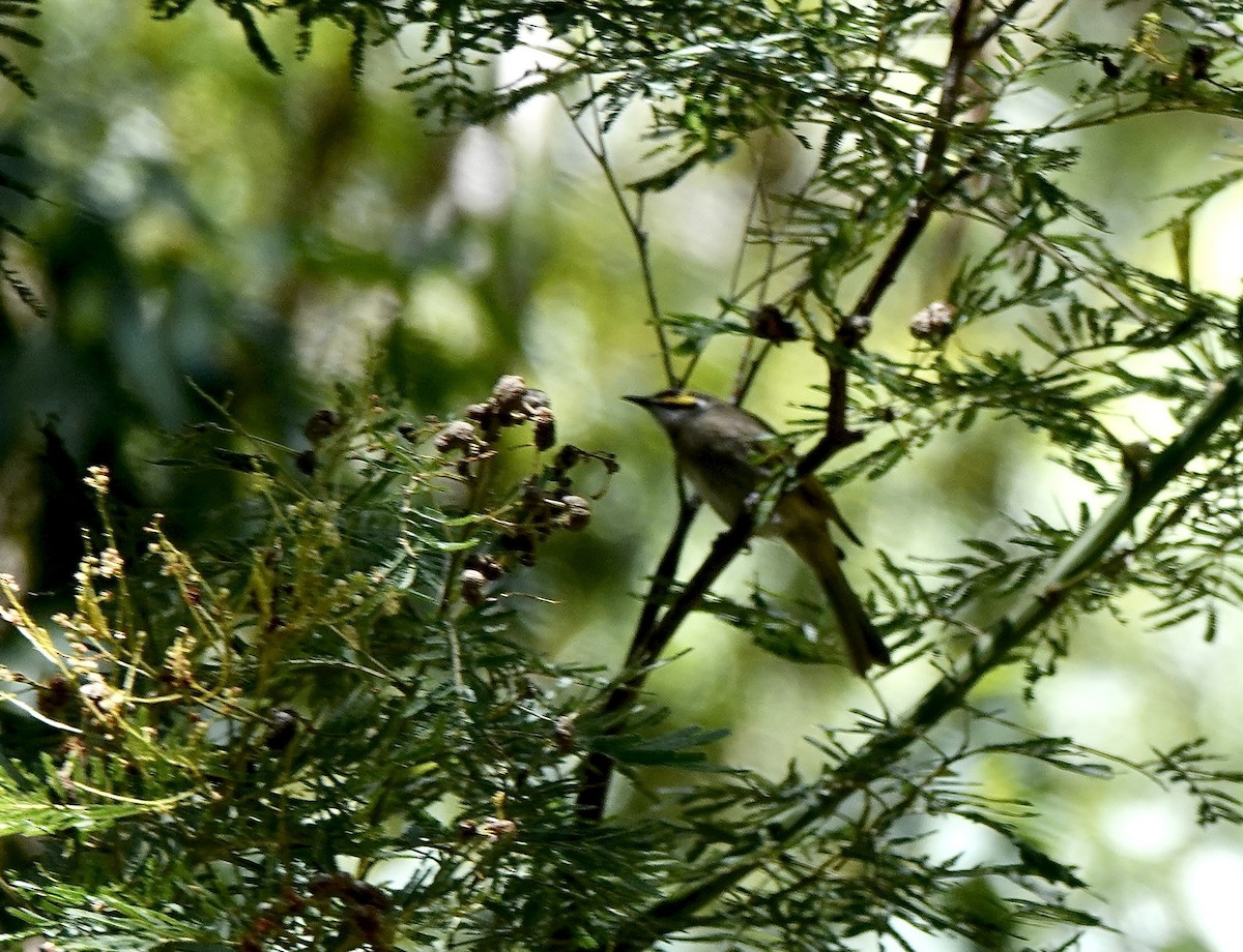 Yellow-faced Honeyeater - ML644075794