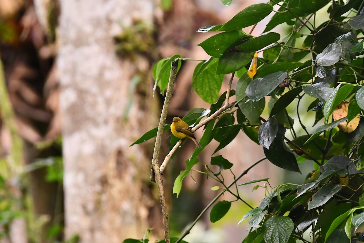 Citrine Canary-Flycatcher - ML644075797