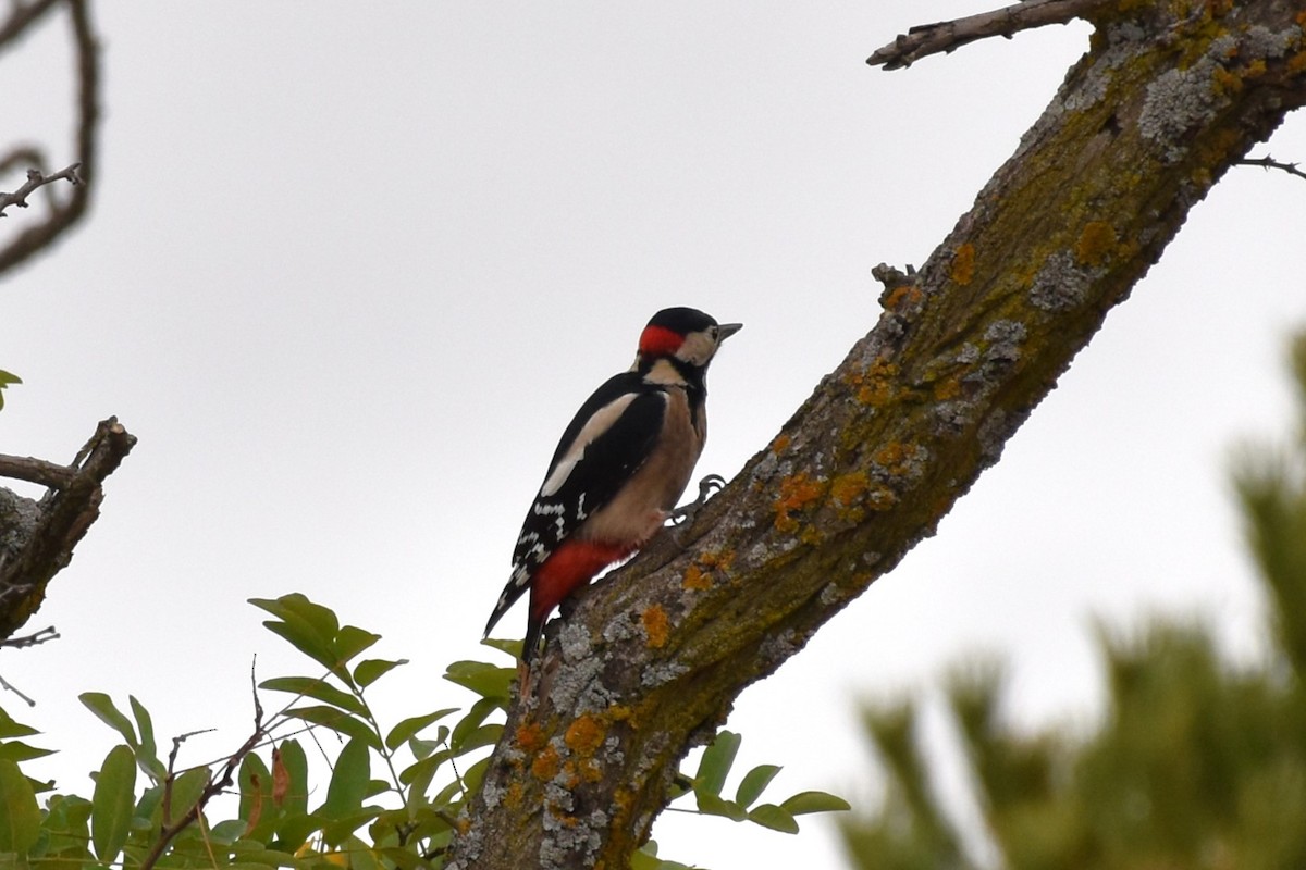 Great Spotted Woodpecker - ML644075798